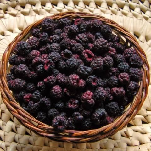 Useful properties of blackberry