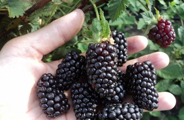 Useful properties of blackberry