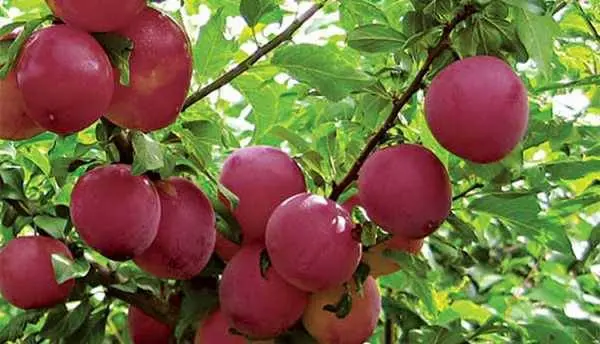 Useful properties of cherry plum