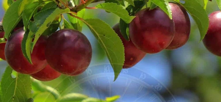 Useful properties of cherry plum