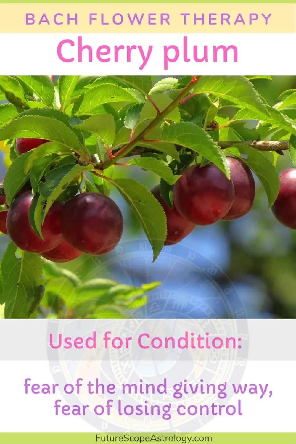 Useful properties of cherry plum