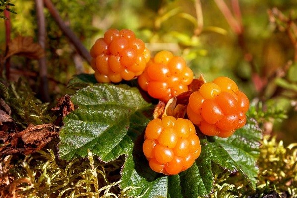 Useful properties of cloudberries