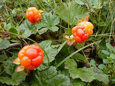 Useful properties of cloudberries