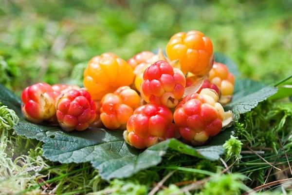 Useful properties of cloudberries