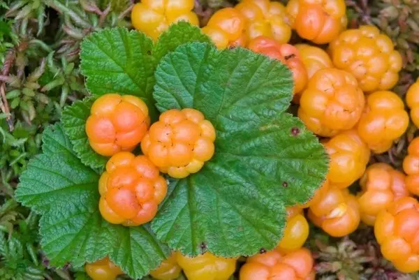 Useful properties of cloudberries