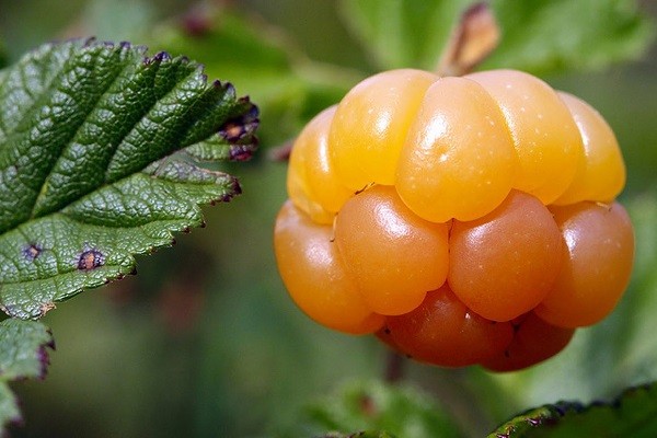 Useful properties of cloudberries