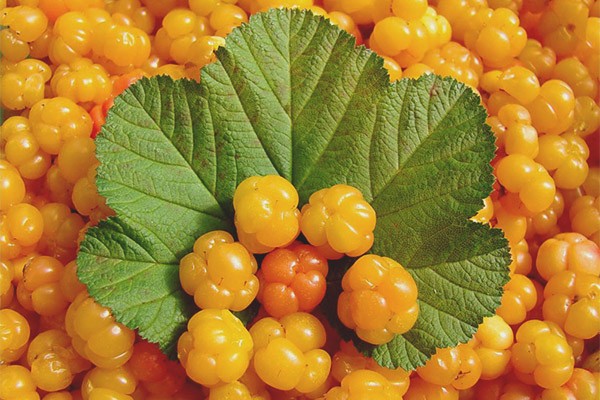 Useful properties of cloudberries