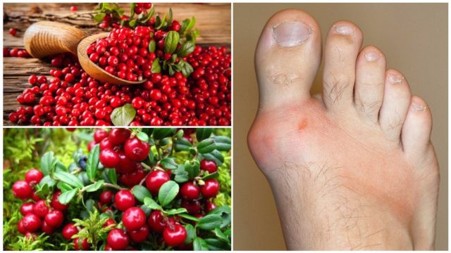 Useful properties of cowberries