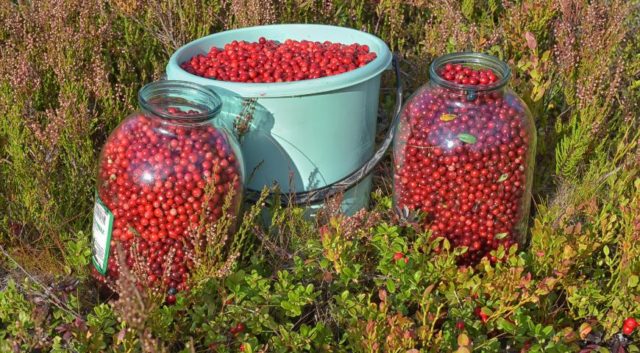 Useful properties of cowberries