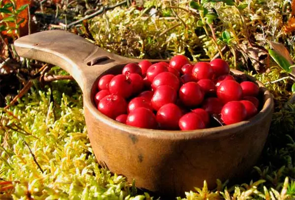 Useful properties of cowberries