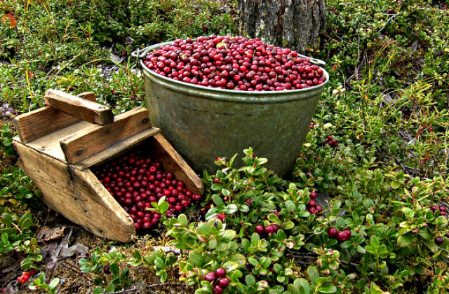 Useful properties of cowberries