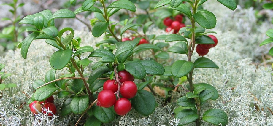 Useful properties of cowberries