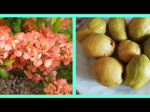 Useful properties of henomeles (quince) and contraindications for women, men