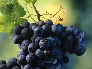 Useful properties of Isabella grapes: benefits for the human body