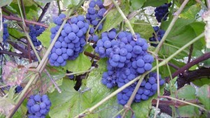 Useful properties of Isabella grapes: benefits for the human body