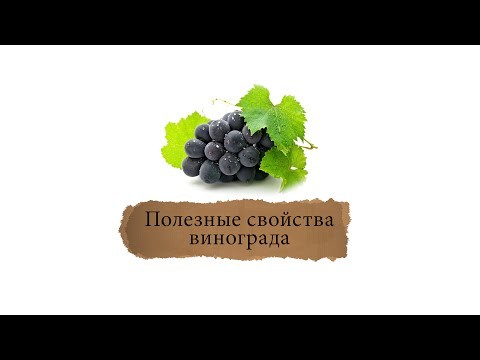 Useful properties of Isabella grapes: benefits for the human body