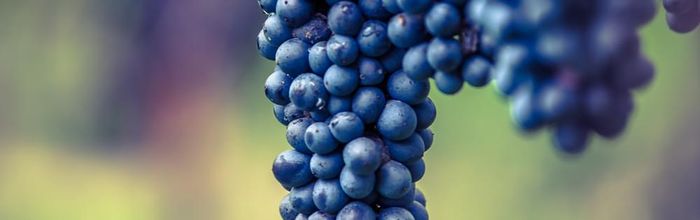 Useful properties of Isabella grapes: benefits for the human body