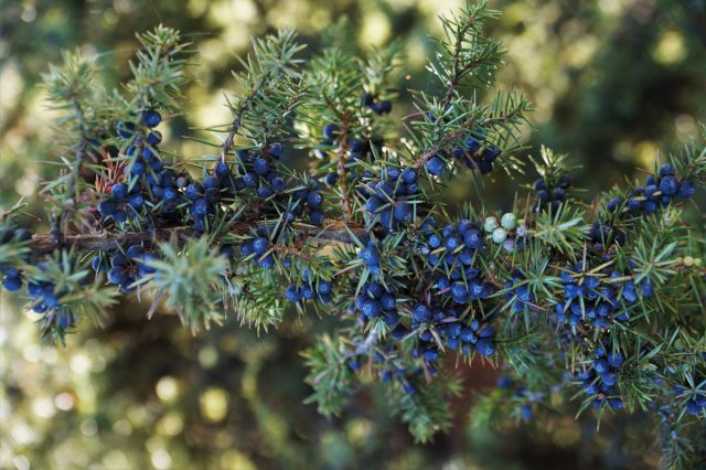 Useful properties of juniper