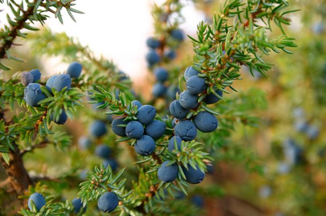 Useful properties of juniper