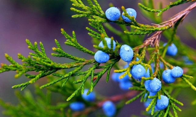 Useful properties of juniper