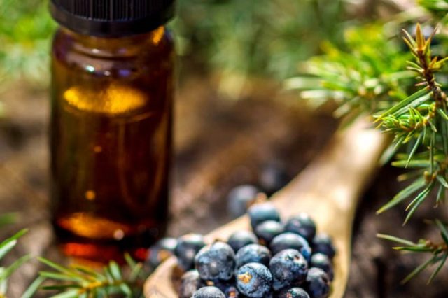 Useful properties of juniper