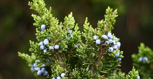 Useful properties of juniper