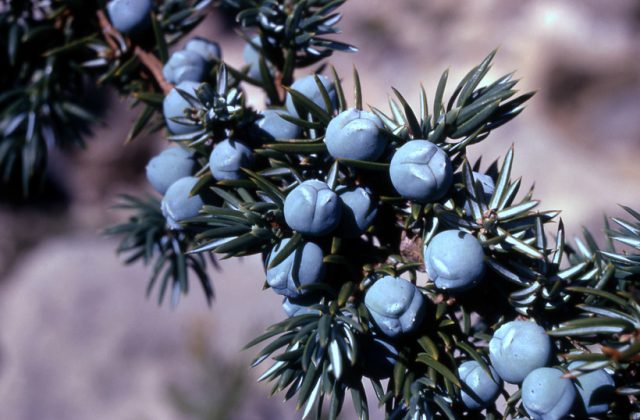 Useful properties of juniper