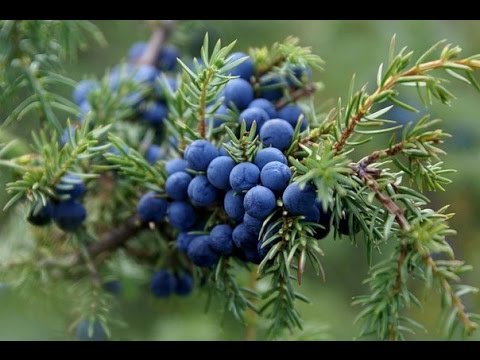 Useful properties of juniper