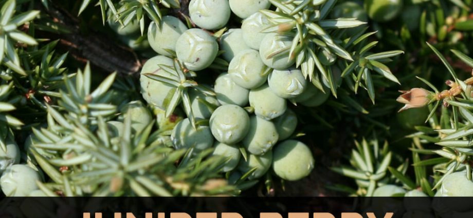 Useful properties of juniper