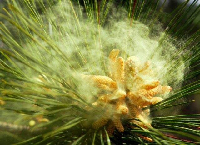 Useful properties of pine pollen