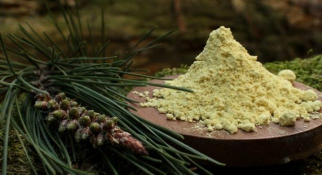 Useful properties of pine pollen