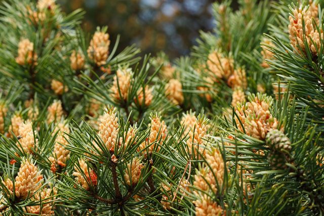 Useful properties of pine pollen