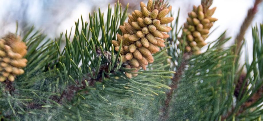 Useful properties of pine pollen