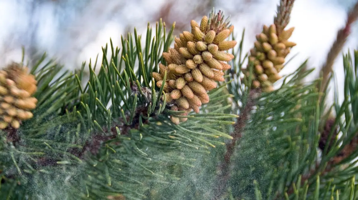 Useful properties of pine pollen