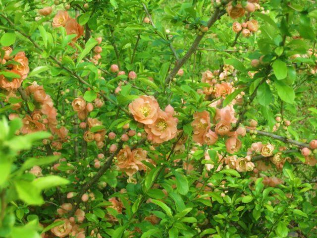 Useful properties of quince leaves (henomeles) and contraindications