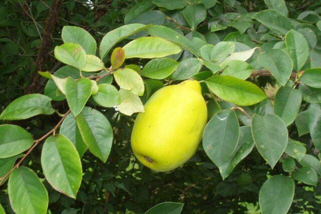 Useful properties of quince leaves (henomeles) and contraindications