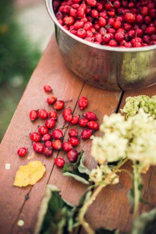 Useful properties of rose hips for weight loss: for women, reviews