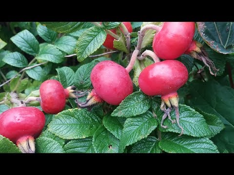 Useful properties of rosehip syrup and contraindications