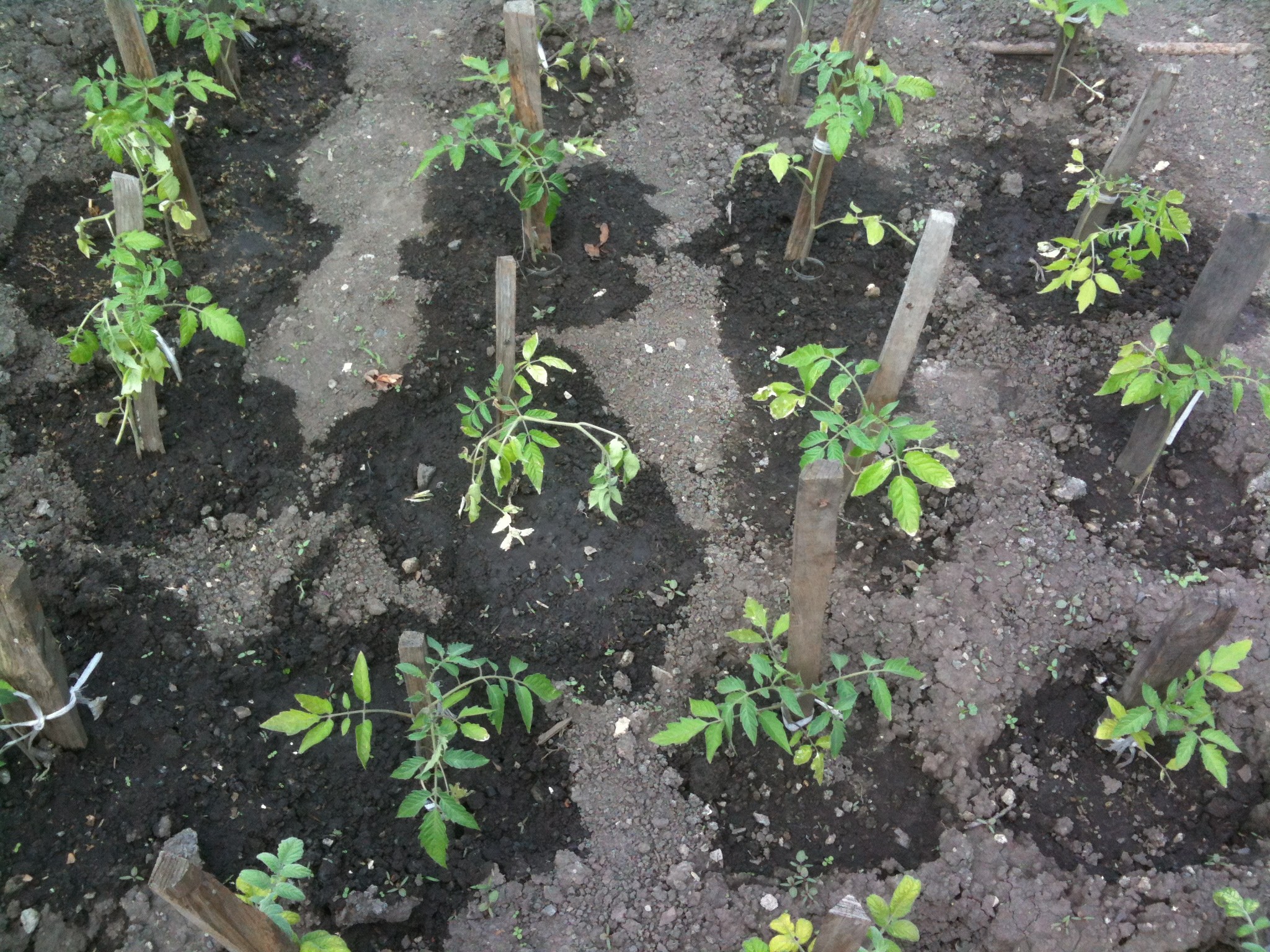 Using Yeast as the Best Fertilizer for Tomatoes