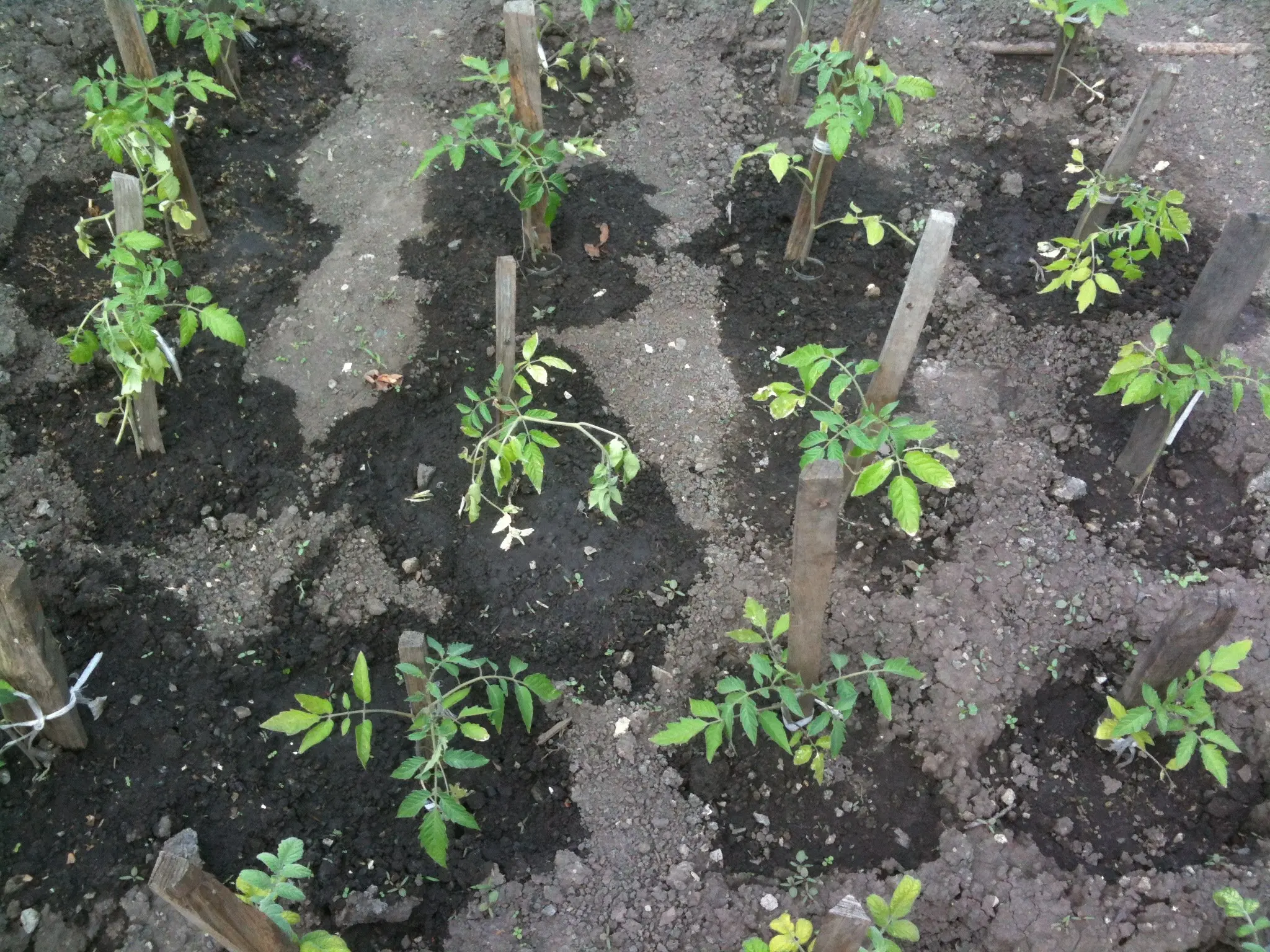 Using Yeast as the Best Fertilizer for Tomatoes