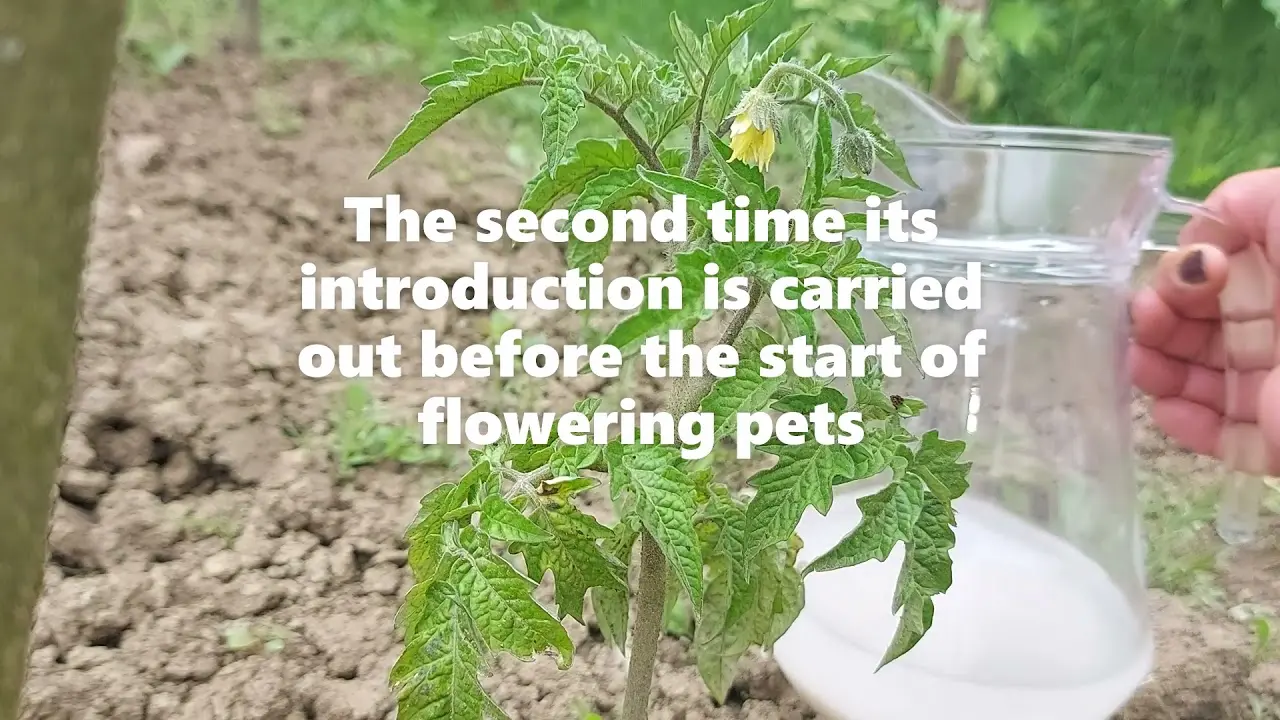 Using Yeast as the Best Fertilizer for Tomatoes