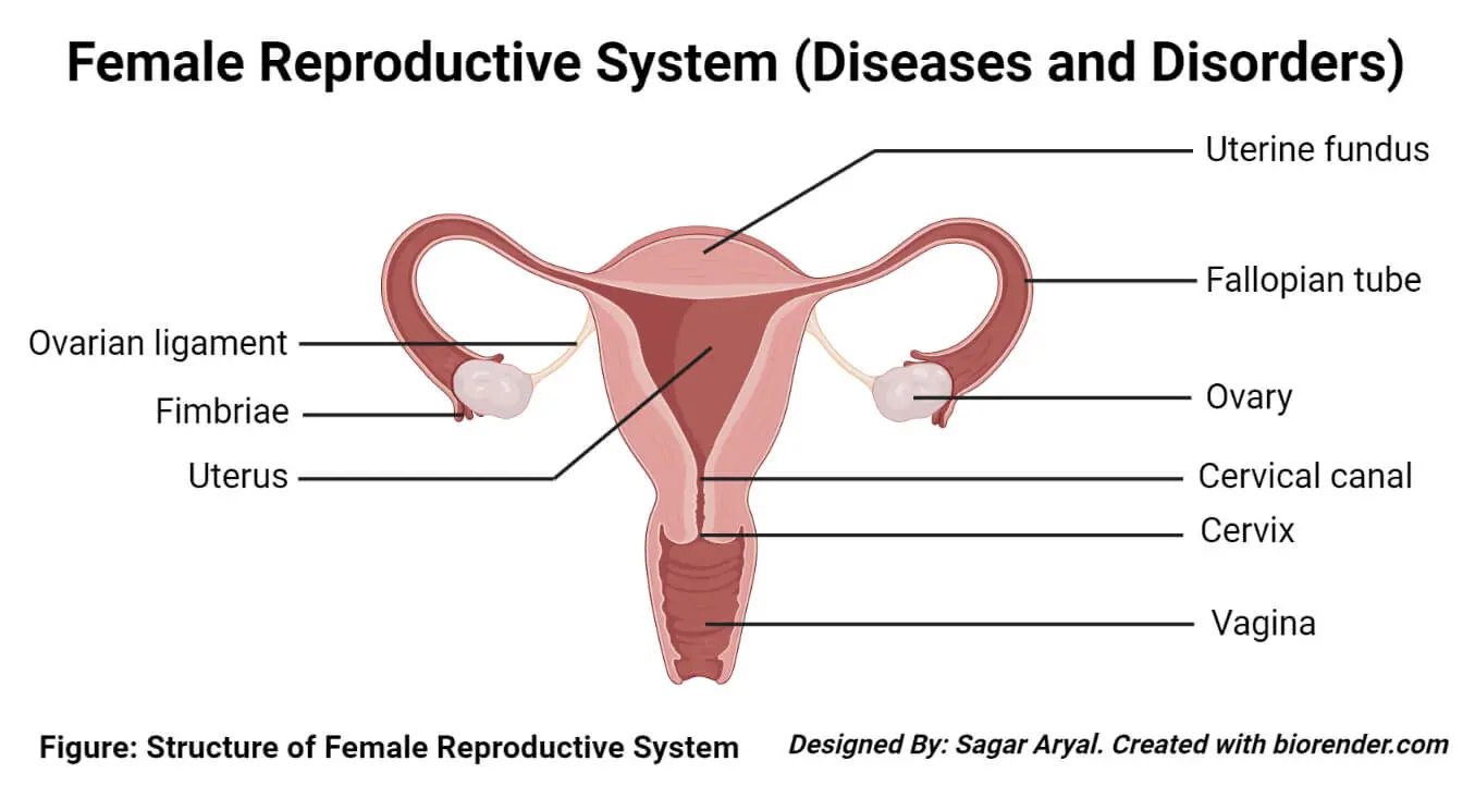 Uterus &#8211; structure, role and the most common diseases