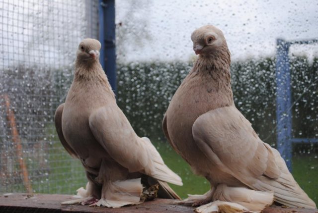 Uzbek war pigeons: video, varieties, breeding