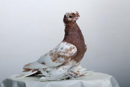 Uzbek war pigeons: video, varieties, breeding