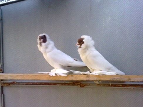 Uzbek war pigeons: video, varieties, breeding