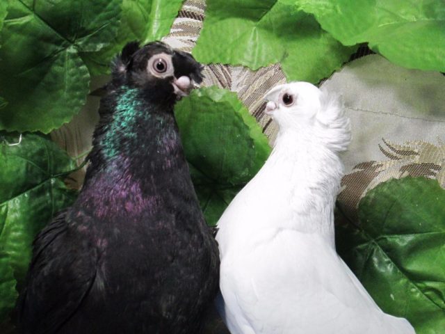 Uzbek war pigeons: video, varieties, breeding