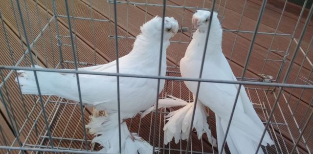 Uzbek war pigeons: video, varieties, breeding