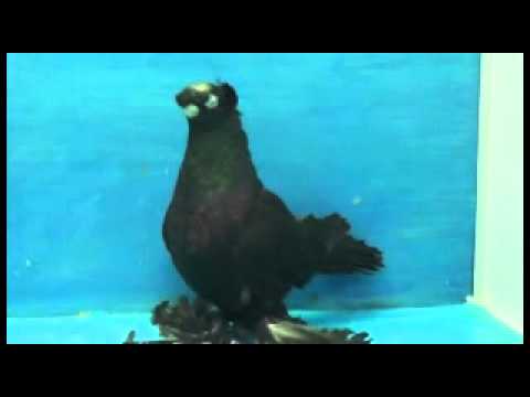 Uzbek war pigeons: video, varieties, breeding