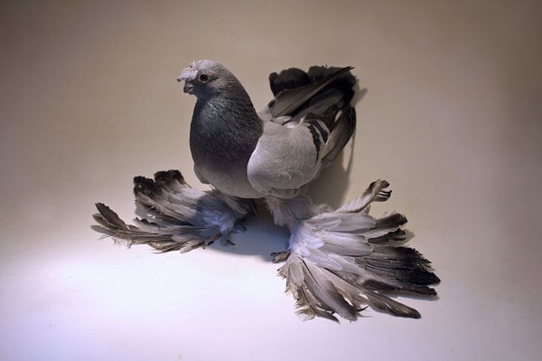 Uzbek war pigeons: video, varieties, breeding