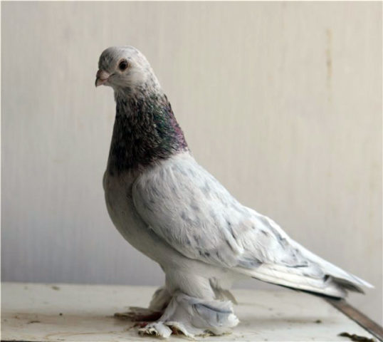 Uzbek war pigeons: video, varieties, breeding